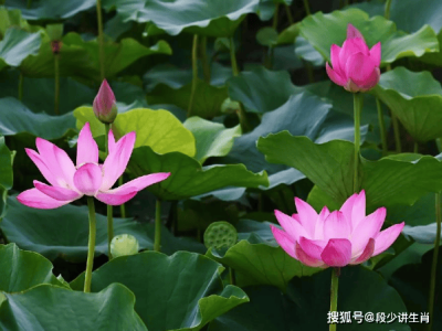 未來仨月運勢旺,4屬相迎機遇浪潮,事業財運雙豐收生活美滿