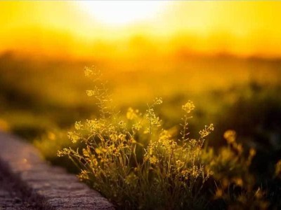 本田Honda 0α：以“輕巧”重塑電動未來，2027量產版駛向日常新旅程