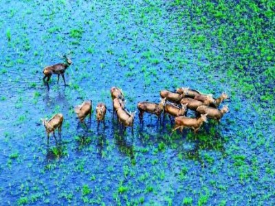 2025湖南生態盛宴:珍稀生物組團“出圈”,繪就多樣鮮活畫卷