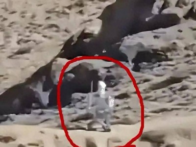 中印邊境新景象：中國智能機器人24小時值守，印度邊防或已落后？